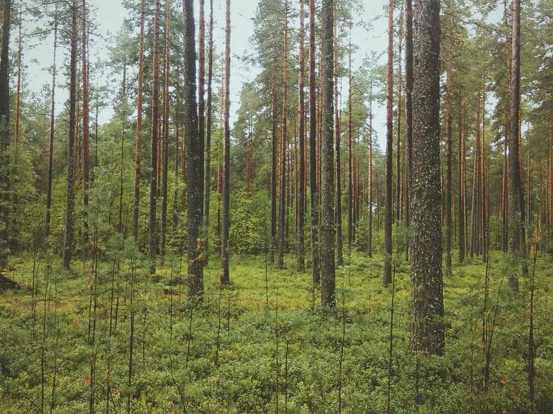 Plot to let · Lobamba — photo 1 of 20