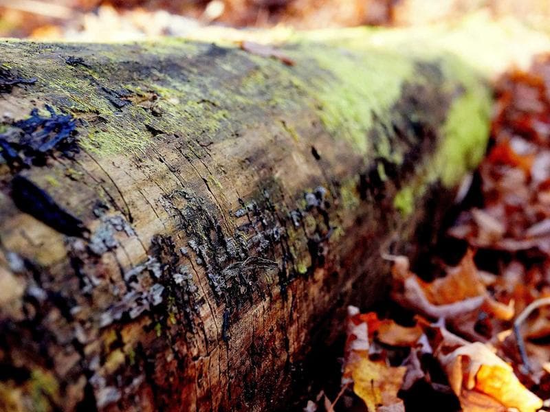 commercial · Piggs Peak — photo 5 of 20