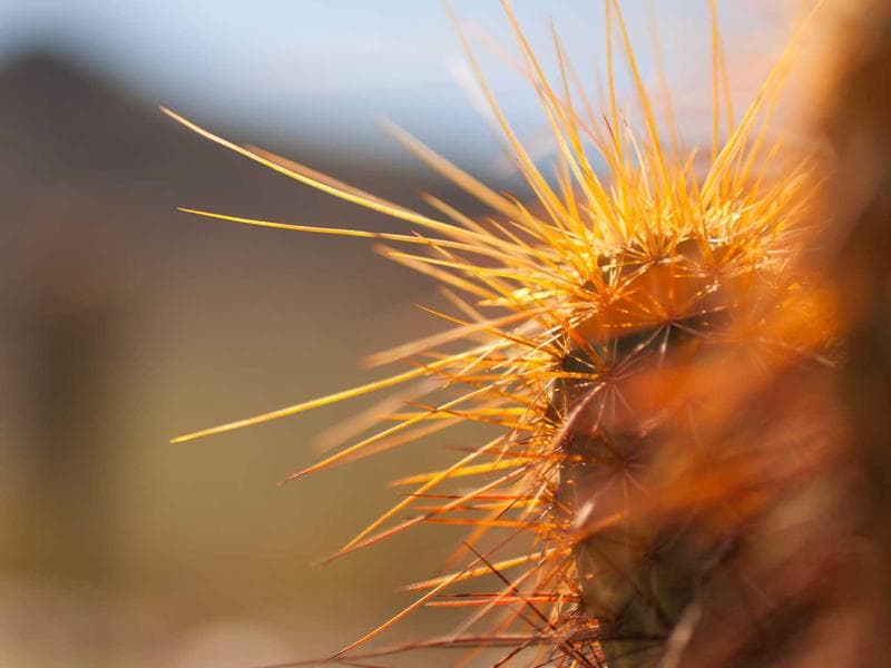 Smallholding to let · Lobamba — photo 3 of 20