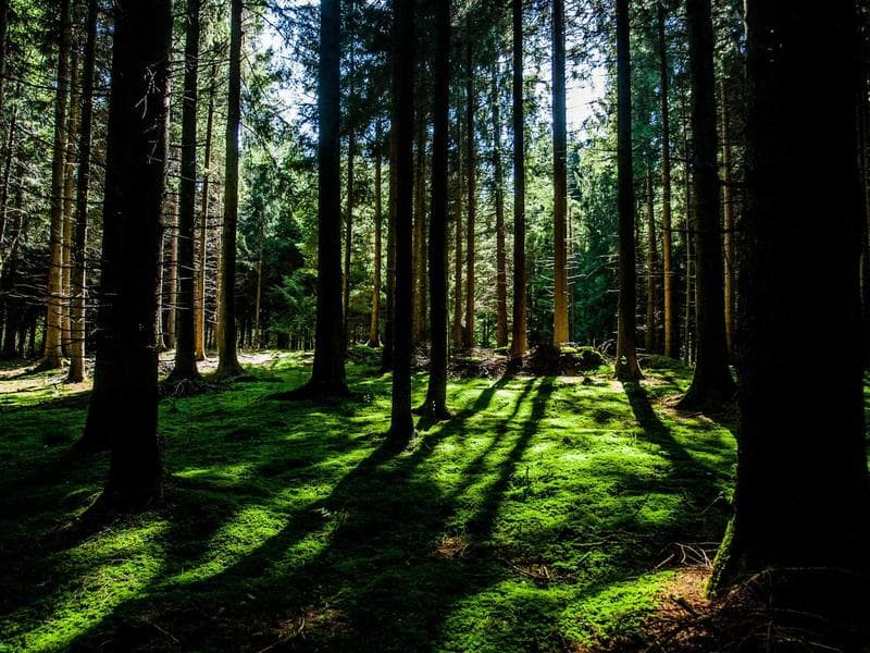 Smallholding to let · Ezulwini Valley — photo 18 of 20