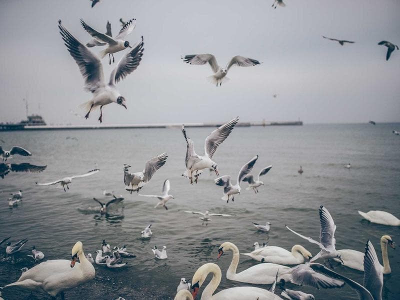 commercial · Siteki — photo 15 of 20