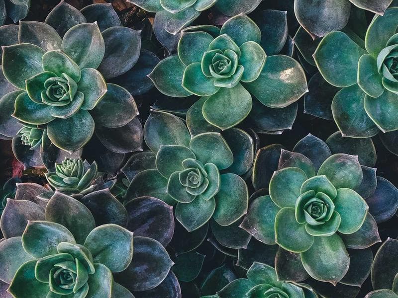 Smallholding · Lobamba — photo 11 of 20