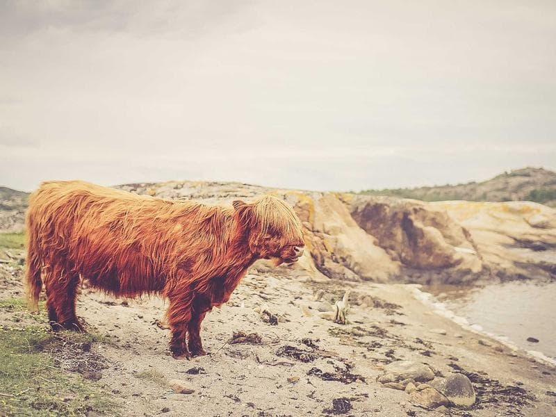 Smallholding · Lobamba — photo 1 of 20