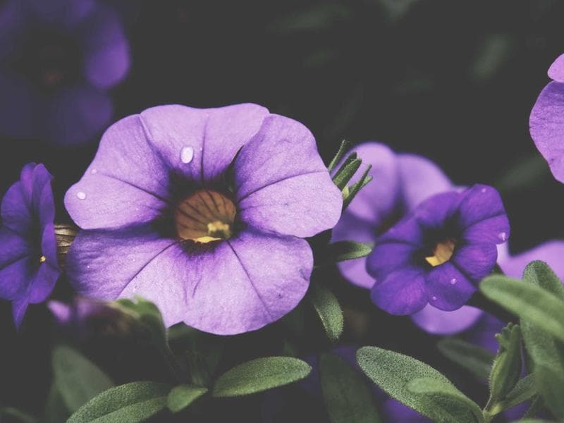 Plot to let · Ezulwini Valley — photo 7 of 20