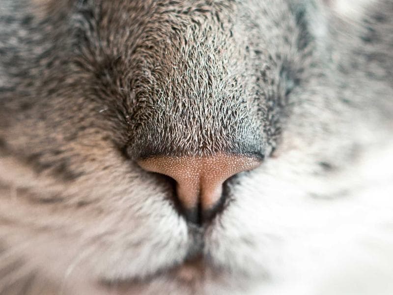 Smallholding to let · Lobamba — photo 9 of 20