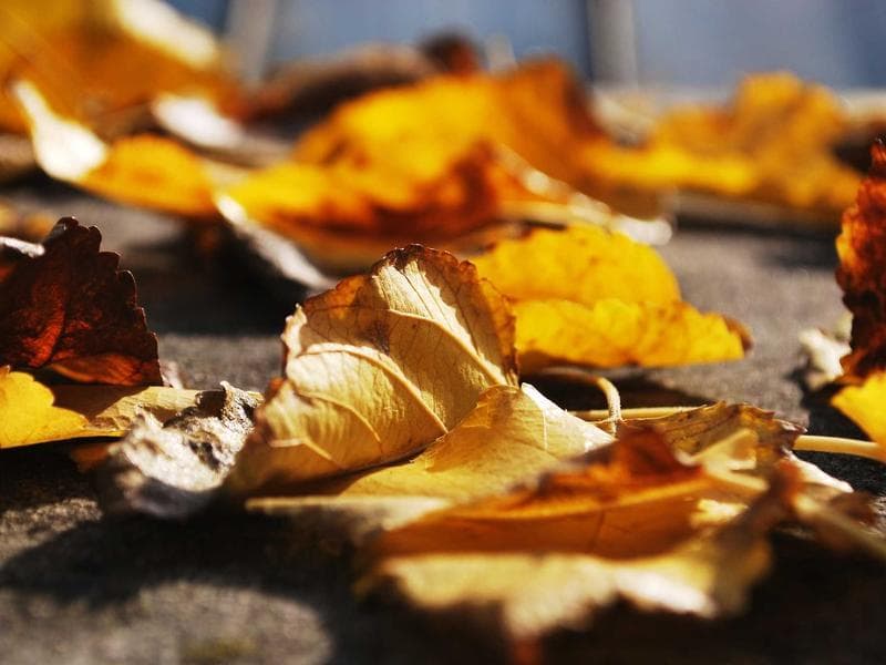 Plot to let · Manzini — photo 3 of 20