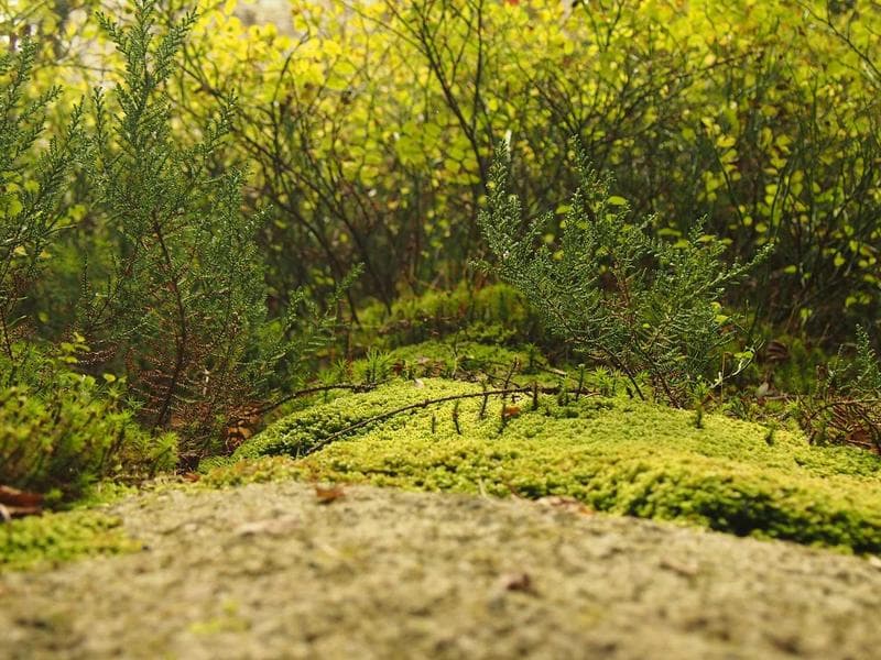 commercial · Matsapha — photo 5 of 20