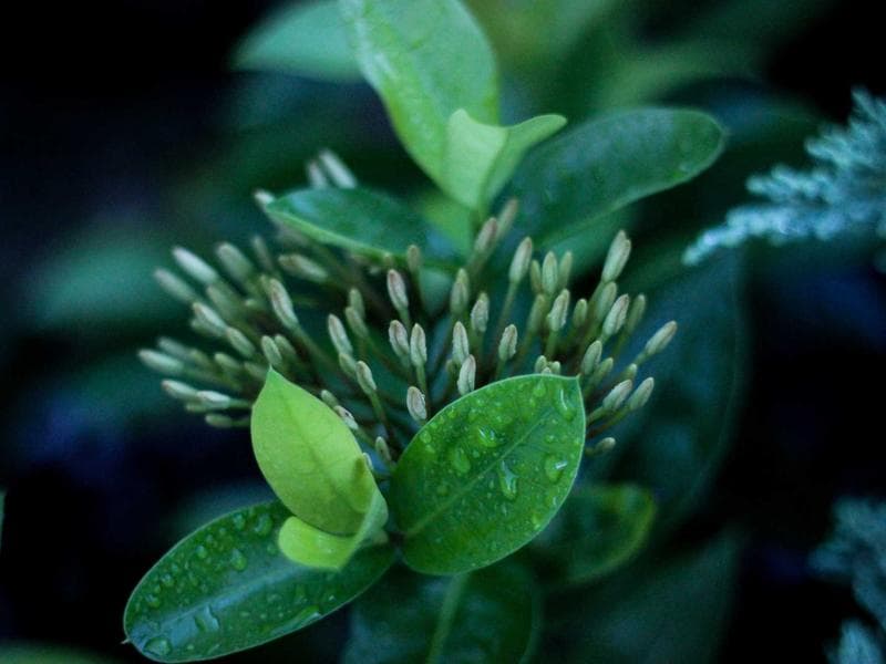 3-bed house · Piggs Peak — photo 7 of 20