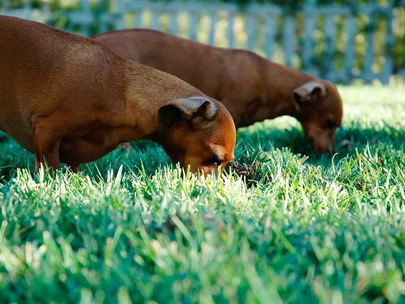 commercial · Siteki — photo 1 of 20