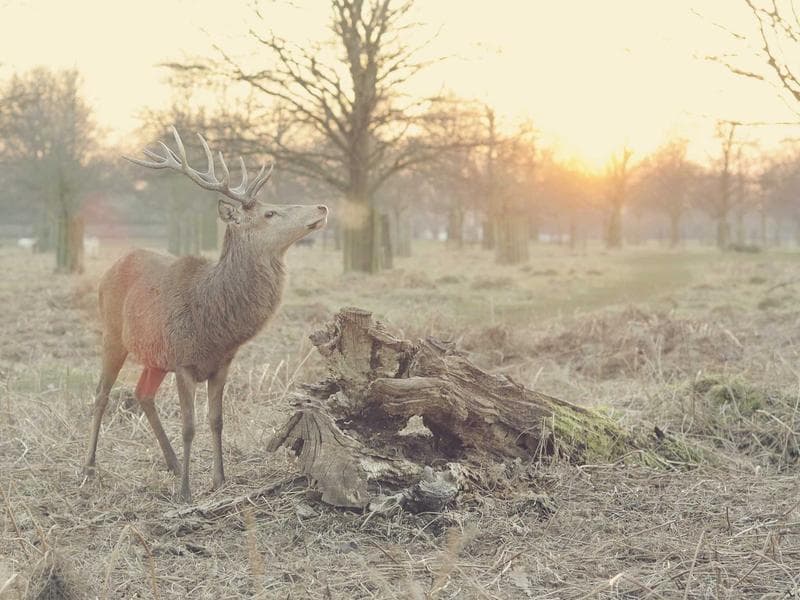 Plot to let · Nhlangano — photo 14 of 20