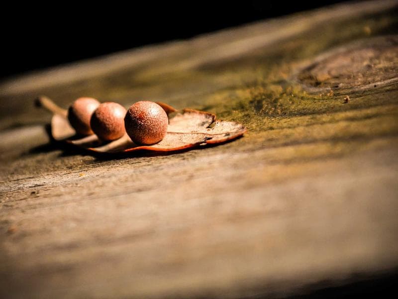 Smallholding · Lobamba — photo 20 of 20